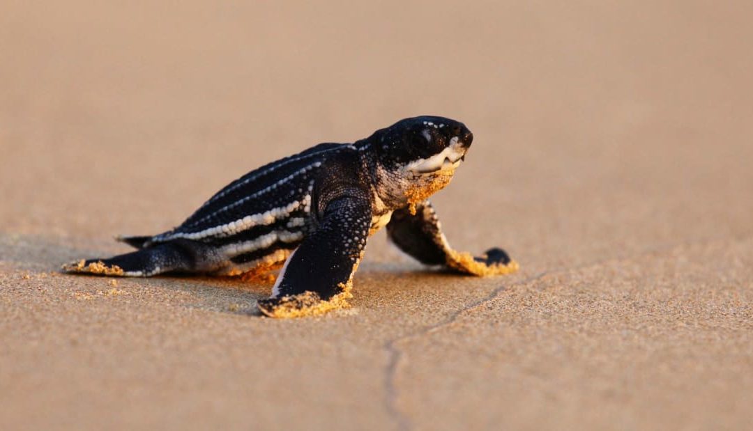 Sea turtle baby boom hatches amid coronavirus lockdown