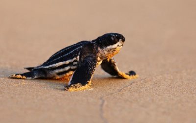 Sea turtle baby boom hatches amid coronavirus lockdown