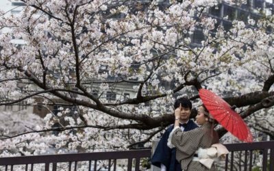 Japan’s cherry blossom ‘earliest peak since 812’